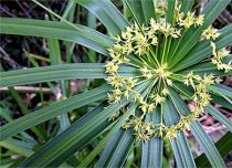 Циперус — особенности ухода и размножения Из этой травы делали древние папирусы